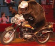 bear_on_a_motorcycle_267455.jpg