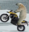 polar-bear-bike.jpg