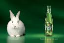 rabbit.jpeg